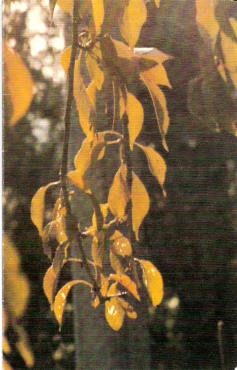 Scan